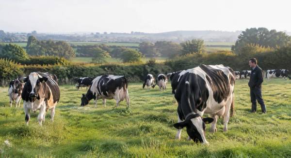 Troupeau de vaches au pâturage dans une prairie bocagère avec un éleveur
