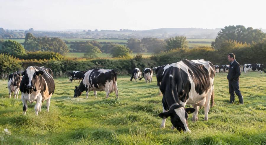 Troupeau de vaches au pâturage dans une prairie bocagère avec un éleveur